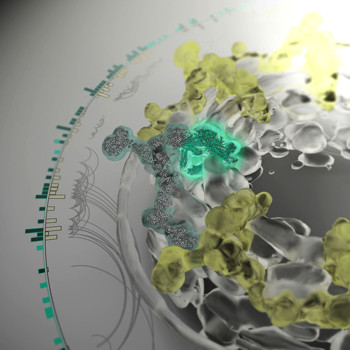 rendering of rna export platform in nuclear pore complex